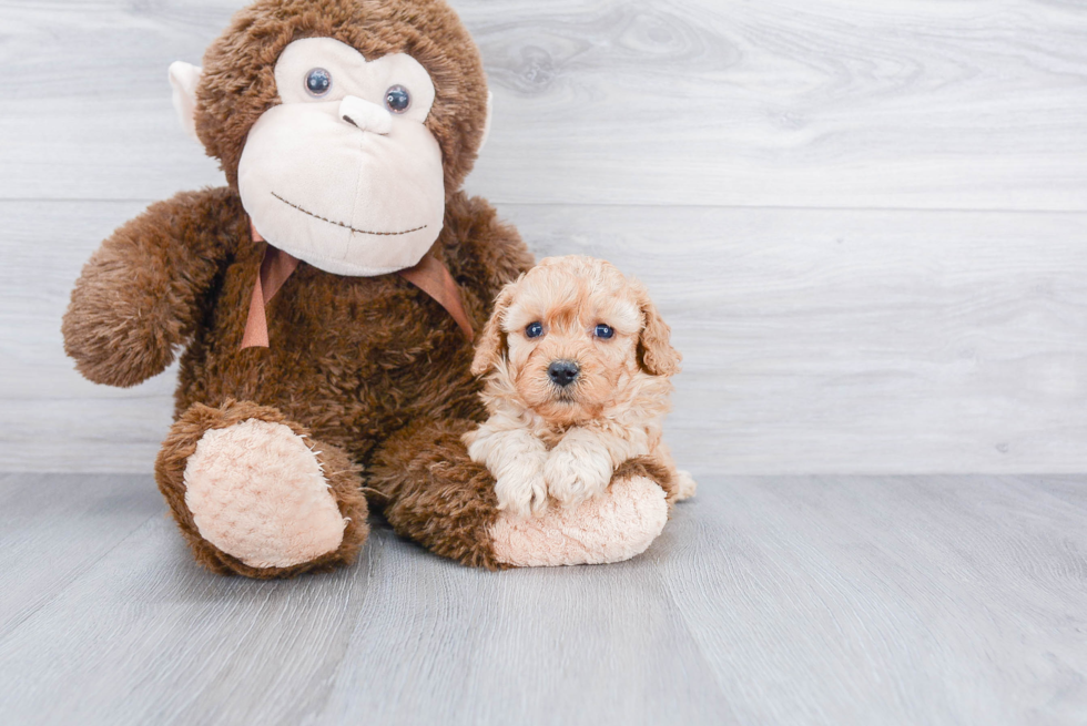 Adorable Cavoodle Poodle Mix Puppy