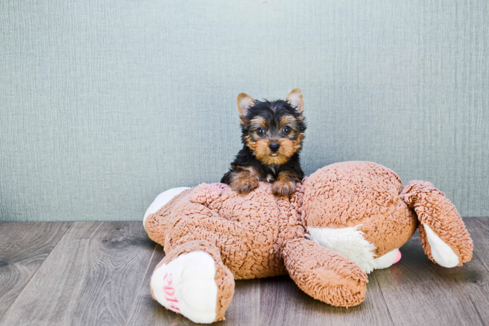 Meet Rascal - our Yorkshire Terrier Puppy Photo 