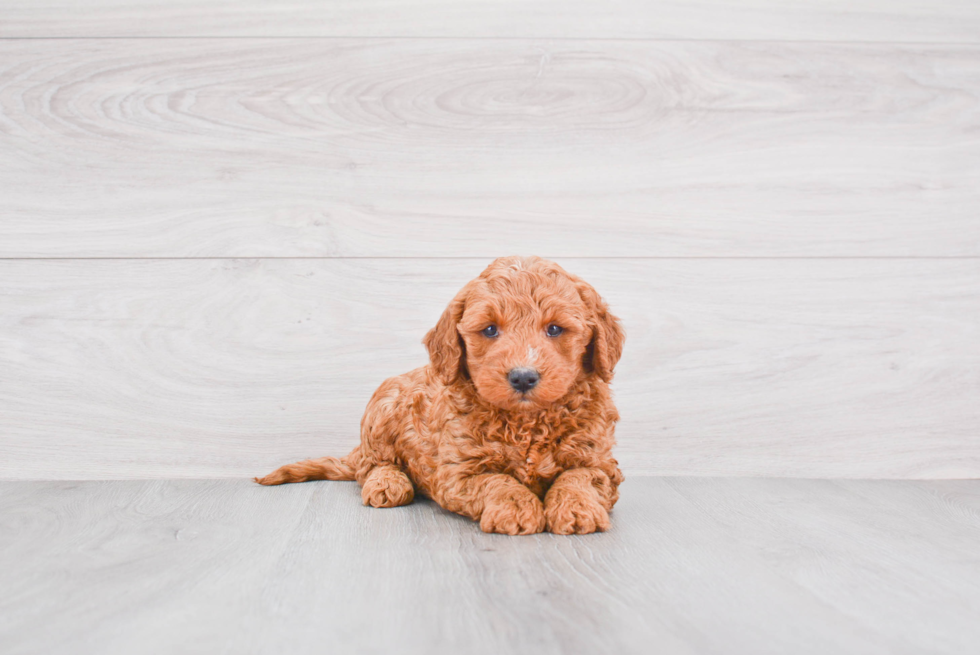 Energetic Golden Retriever Poodle Mix Puppy