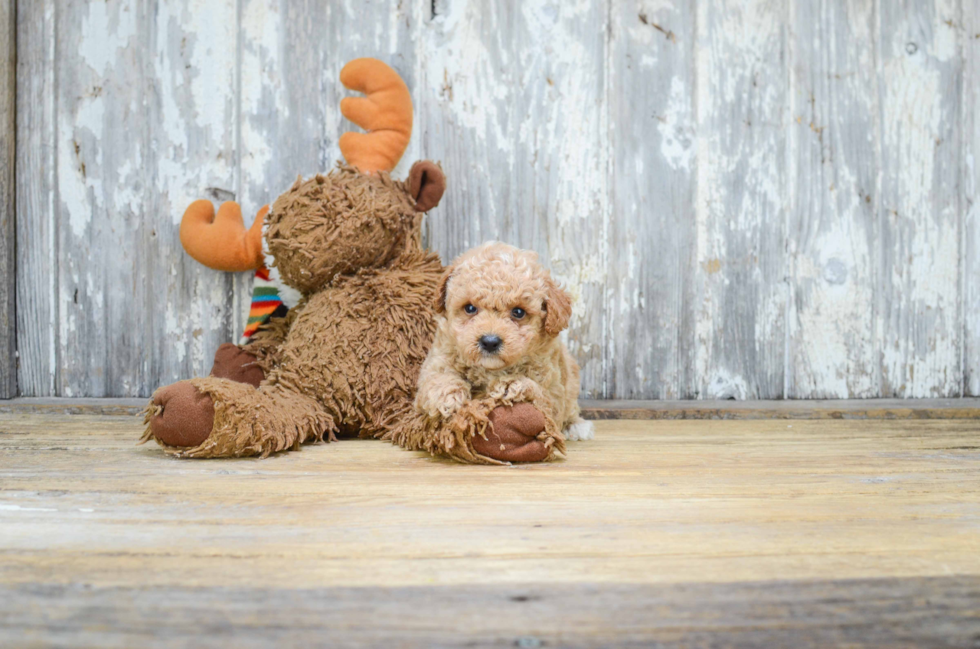 Fluffy Cavapoo Poodle Mix Pup