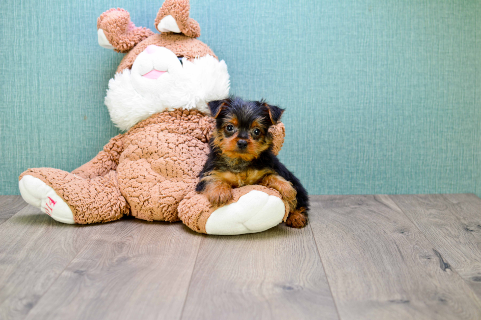 Meet  Joey - our Yorkshire Terrier Puppy Photo 