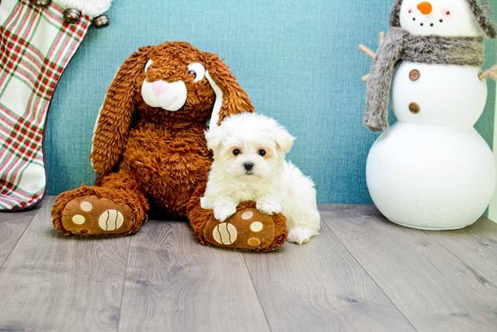 Sweet Maltese Purebred Puppy