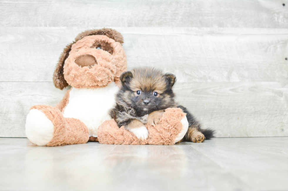 Little Pomeranian Purebred Pup