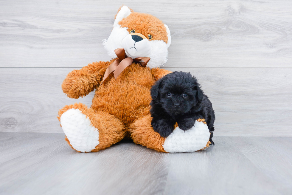 Sweet Maltipoo Baby