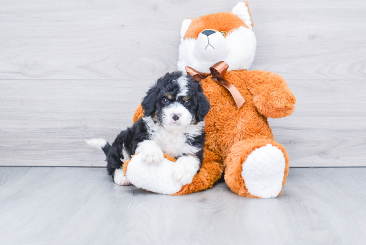 Sweet Mini Bernedoodle Baby