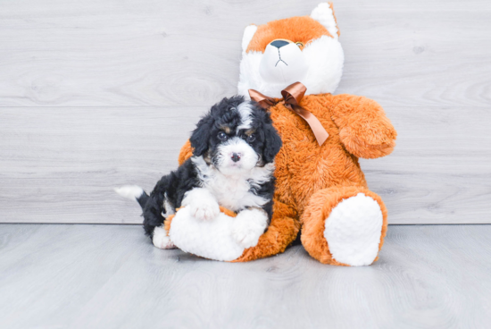 Sweet Mini Bernedoodle Baby