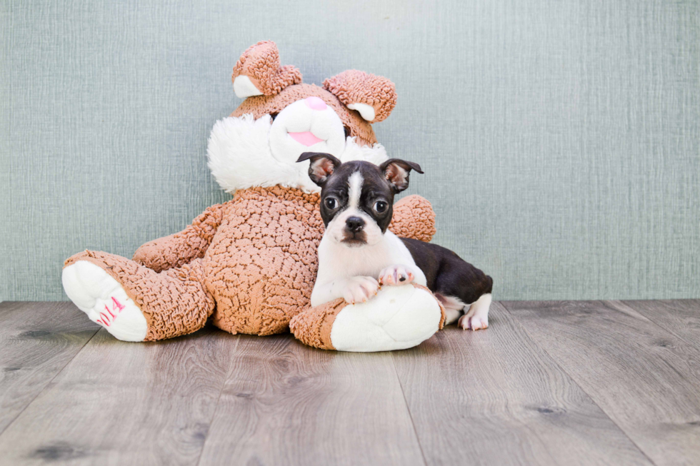 Boston Terrier Puppy for Adoption