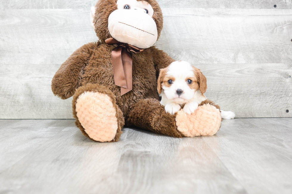 Petite Cavalier King Charles Spaniel Purebred Puppy