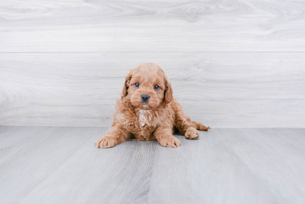 Hypoallergenic Cockerpoo Poodle Mix Puppy