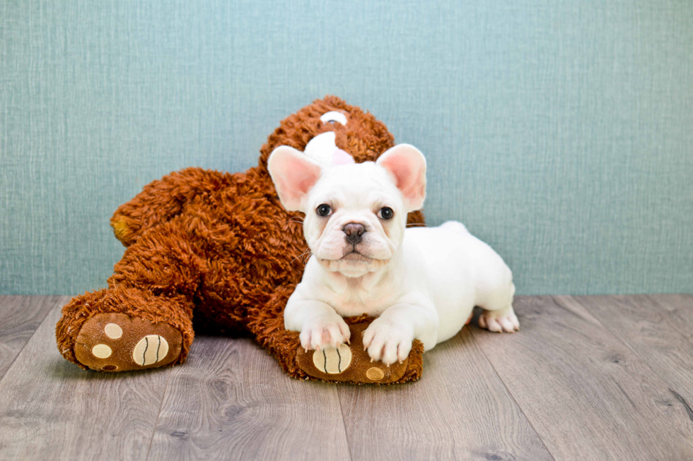 Akc Registered French Bulldog Purebred Pup