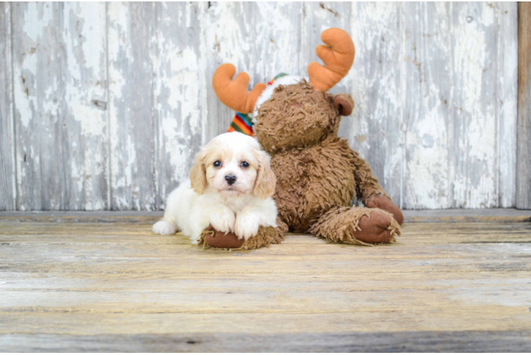 Best Cavachon Baby