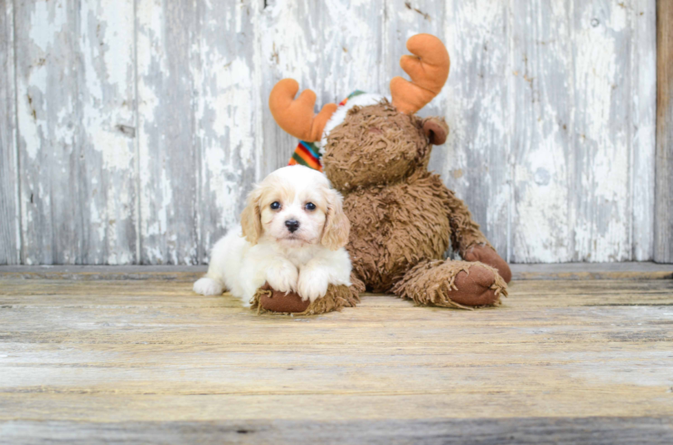 Best Cavachon Baby