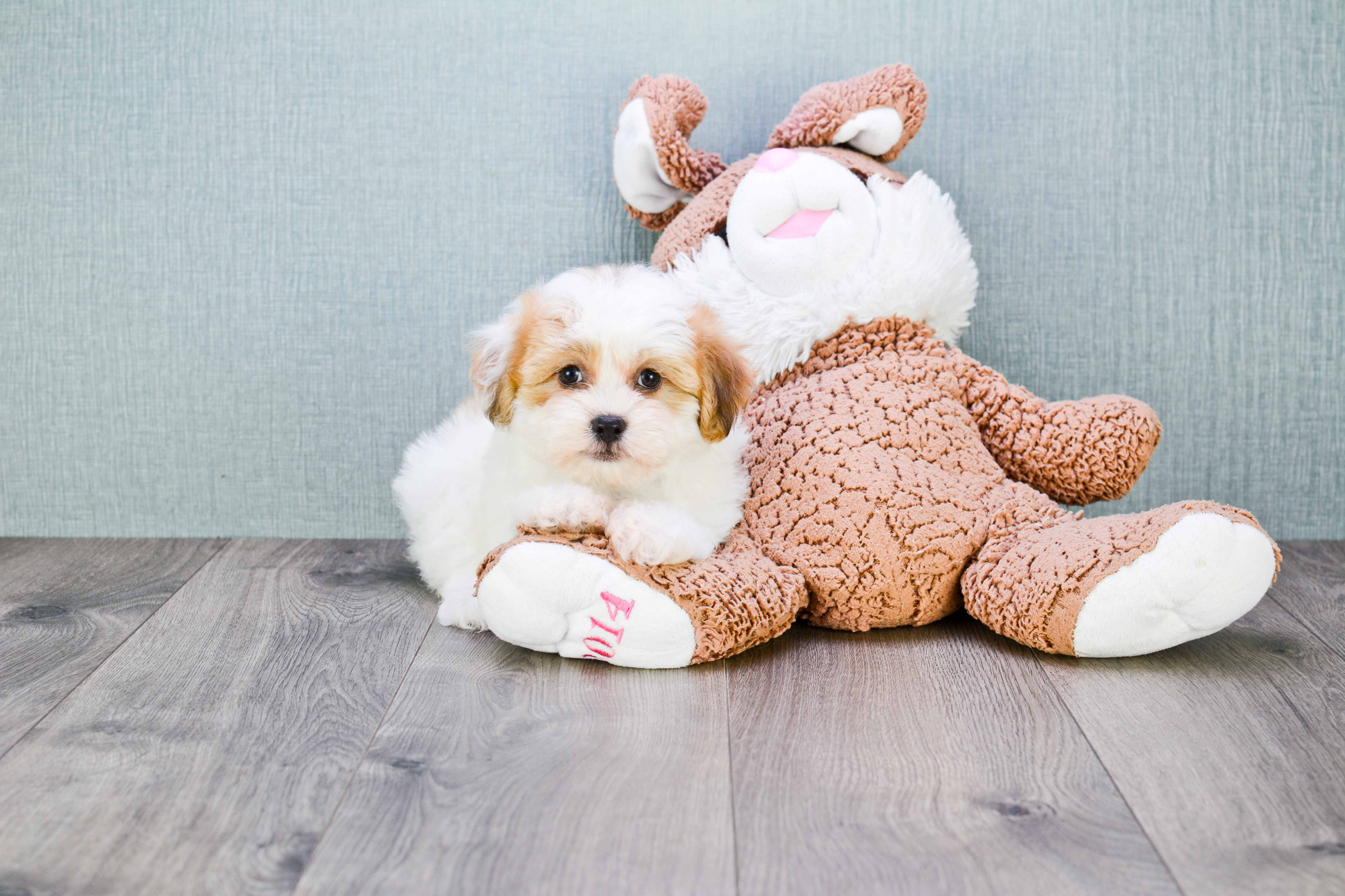 Energetic Shit Designer Puppy