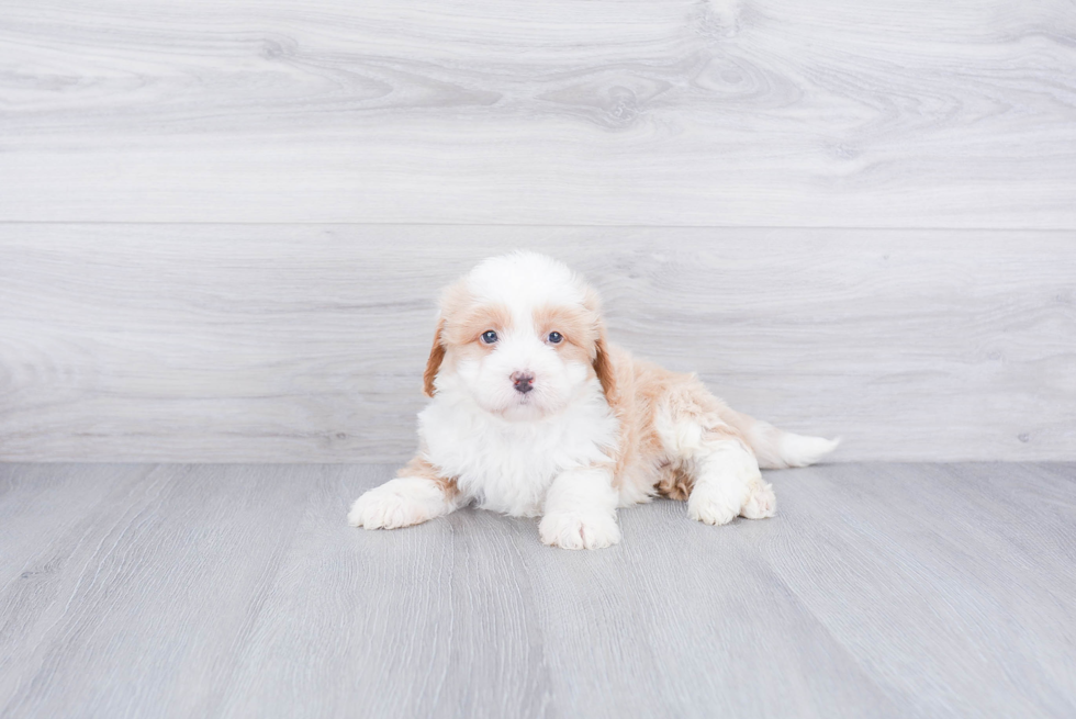 Friendly Mini Bernedoodle Baby