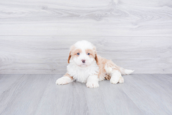 Friendly Mini Bernedoodle Baby