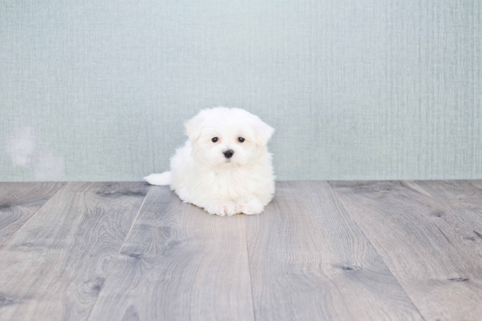 Funny Maltese Purebred Pup