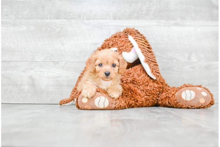 Playful Cavoodle Poodle Mix Puppy