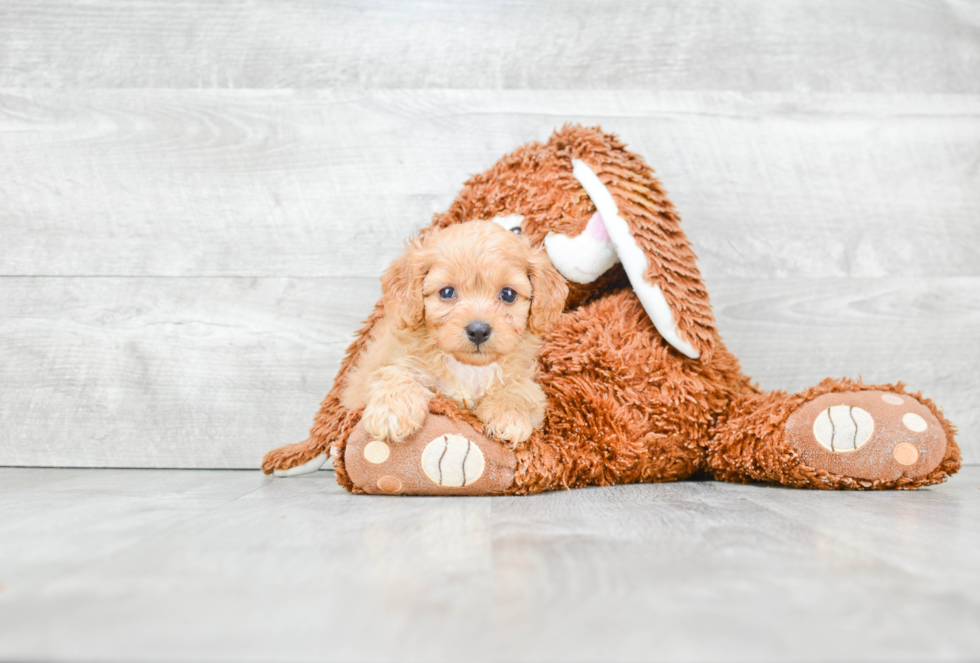 Playful Cavoodle Poodle Mix Puppy