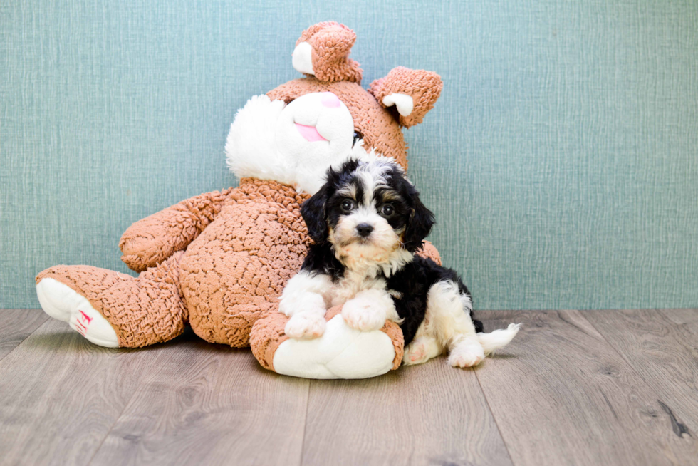 Popular Cavachon Designer Pup