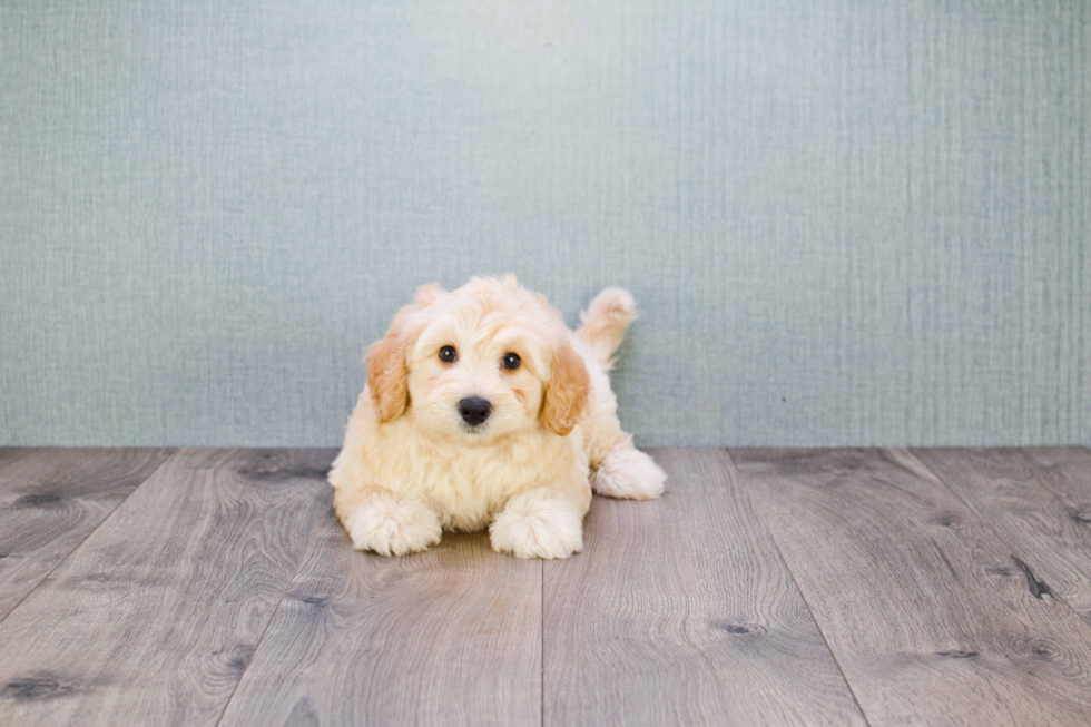 Sweet Mini Goldendoodle Baby