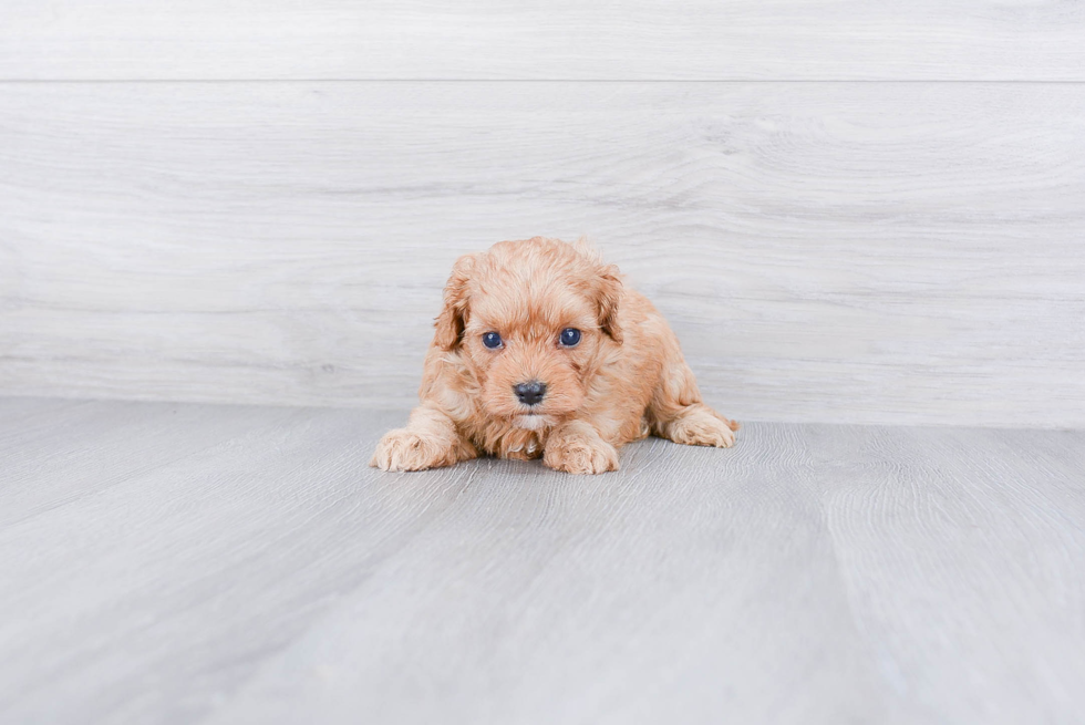 Cavapoo Puppy for Adoption