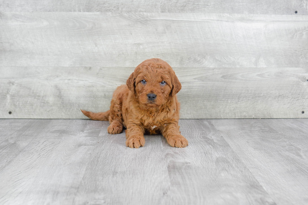 Best Mini Goldendoodle Baby