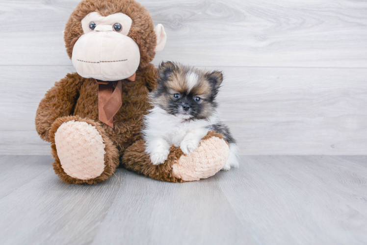 Adorable Pomeranian Purebred Puppy