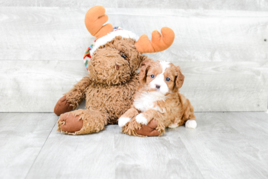 Adorable Cavoodle Poodle Mix Puppy