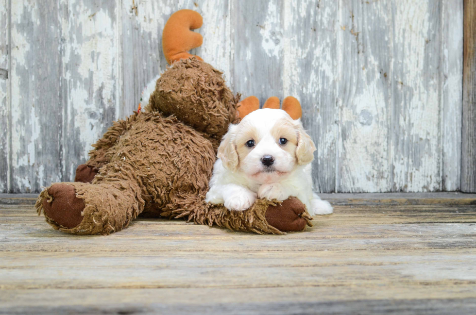 Small Cavachon Baby