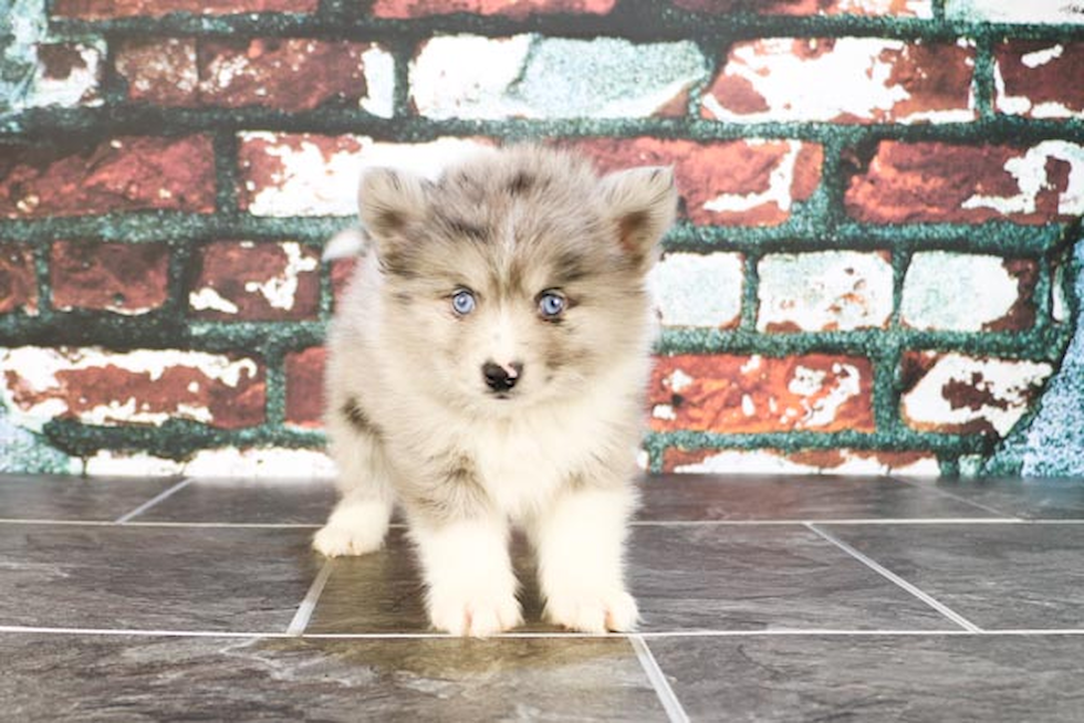 Hypoallergenic Mini Husky Designer Puppy