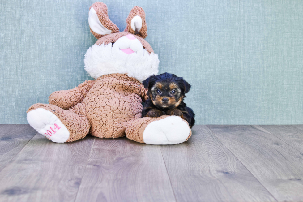 Meet Bella - our Yorkshire Terrier Puppy Photo 