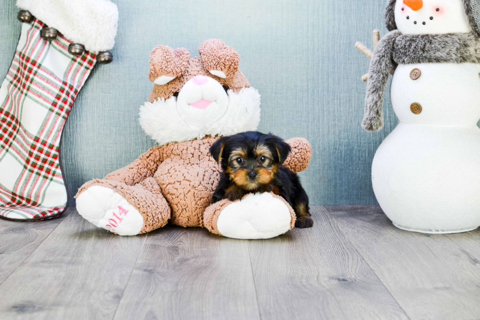 Meet Izzie - our Yorkshire Terrier Puppy Photo 