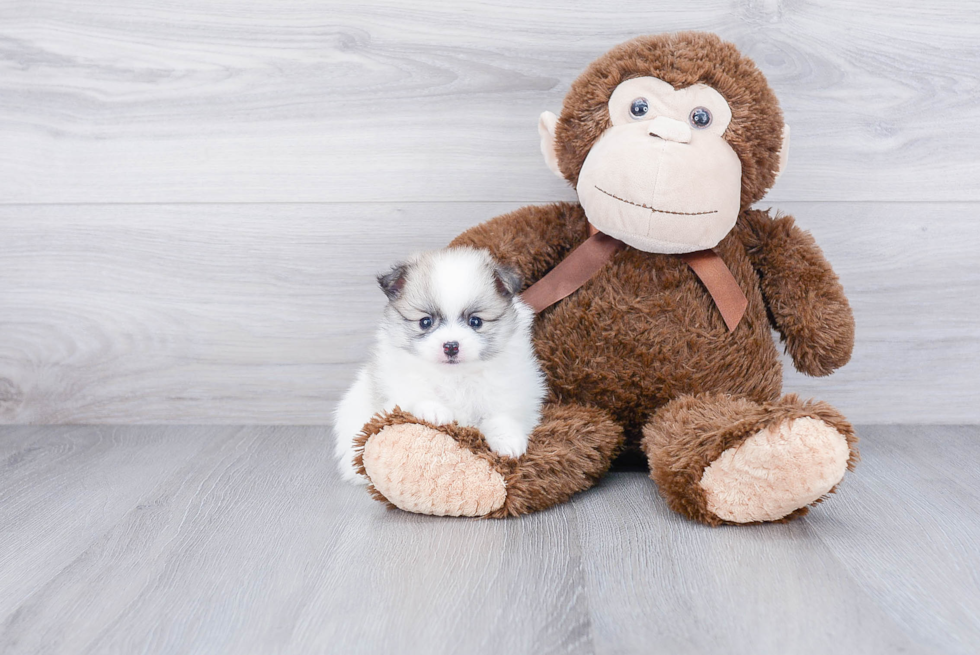 Petite Pomeranian Purebred Puppy