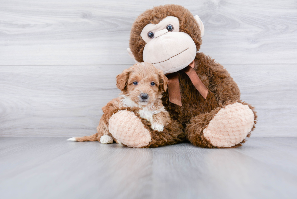 Best Mini Goldendoodle Baby