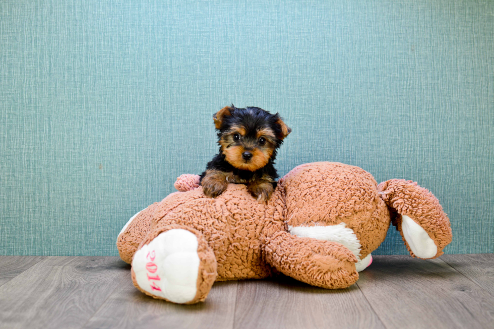 Meet Twinkle - our Yorkshire Terrier Puppy Photo 