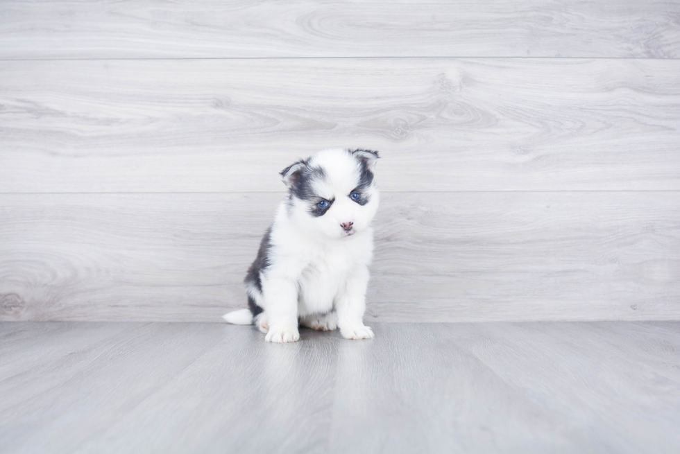 Adorable Mini Husky Designer Puppy