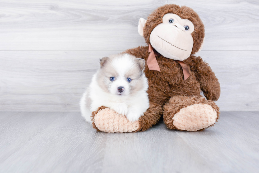 Hypoallergenic Pomeranian Baby