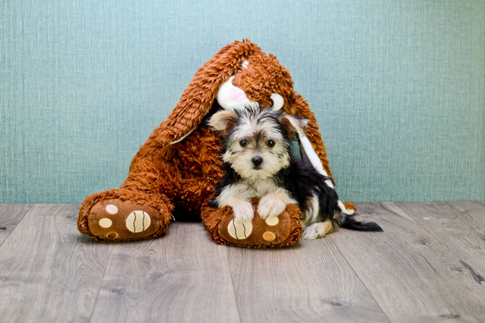 Morkie Pup Being Cute