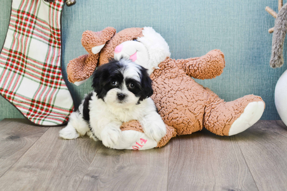 Fluffy Teddy Bear Designer Pup