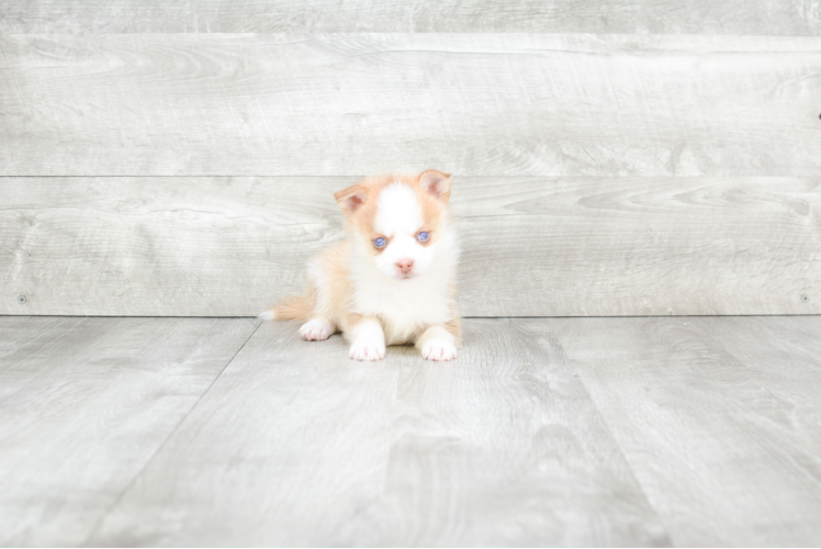 Petite Pomsky Designer Pup