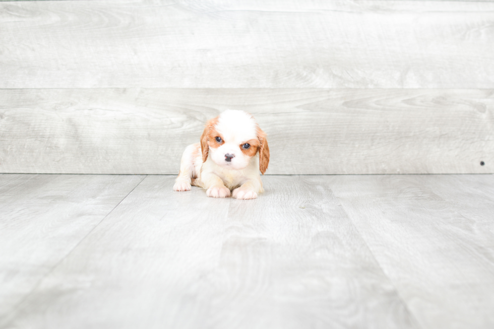 Cavalier King Charles Spaniel Pup Being Cute