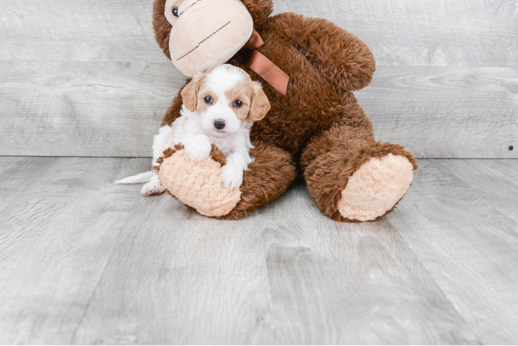 Playful Cavoodle Poodle Mix Puppy