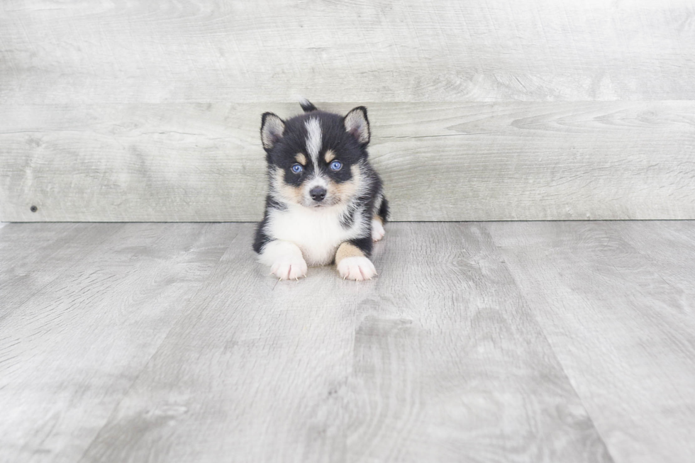 Smart Pomsky Designer Pup