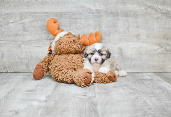 Teddy Bear Pup Being Cute