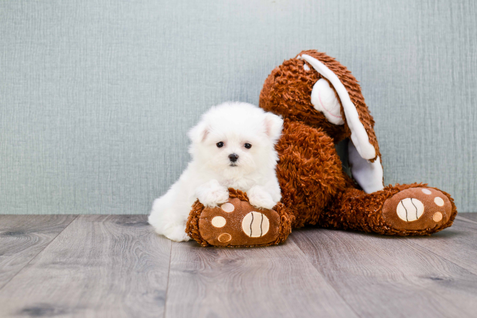 Smart Maltese Purebred Puppy