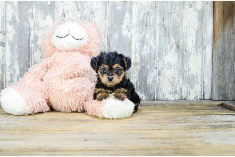 Fluffy Yorkie Poo Poodle Mix Pup