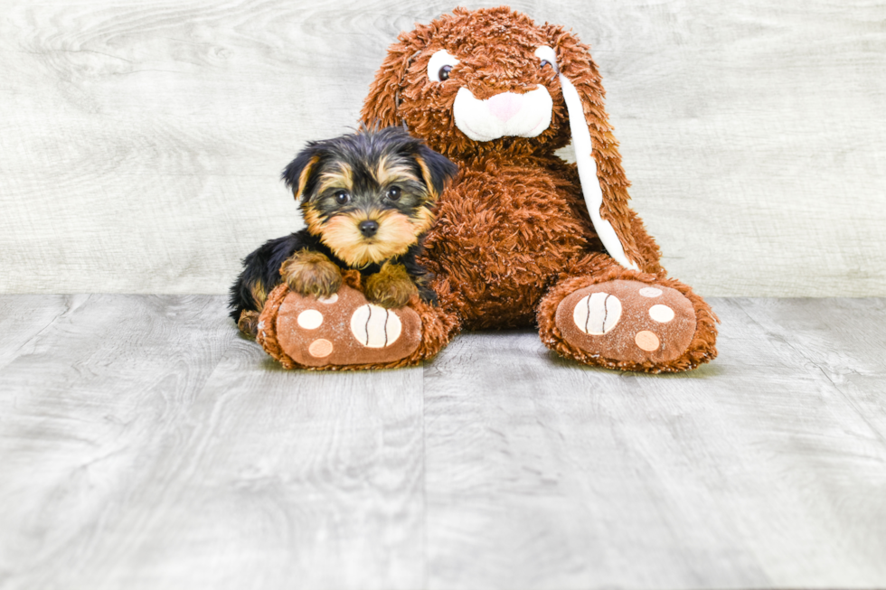 Meet Avery - our Yorkshire Terrier Puppy Photo 