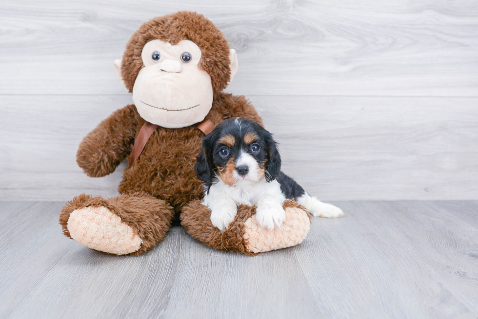 Friendly Cavalier King Charles Spaniel Purebred Pup