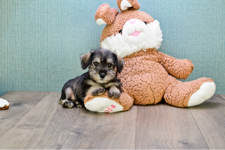 Mini Schnauzer Pup Being Cute