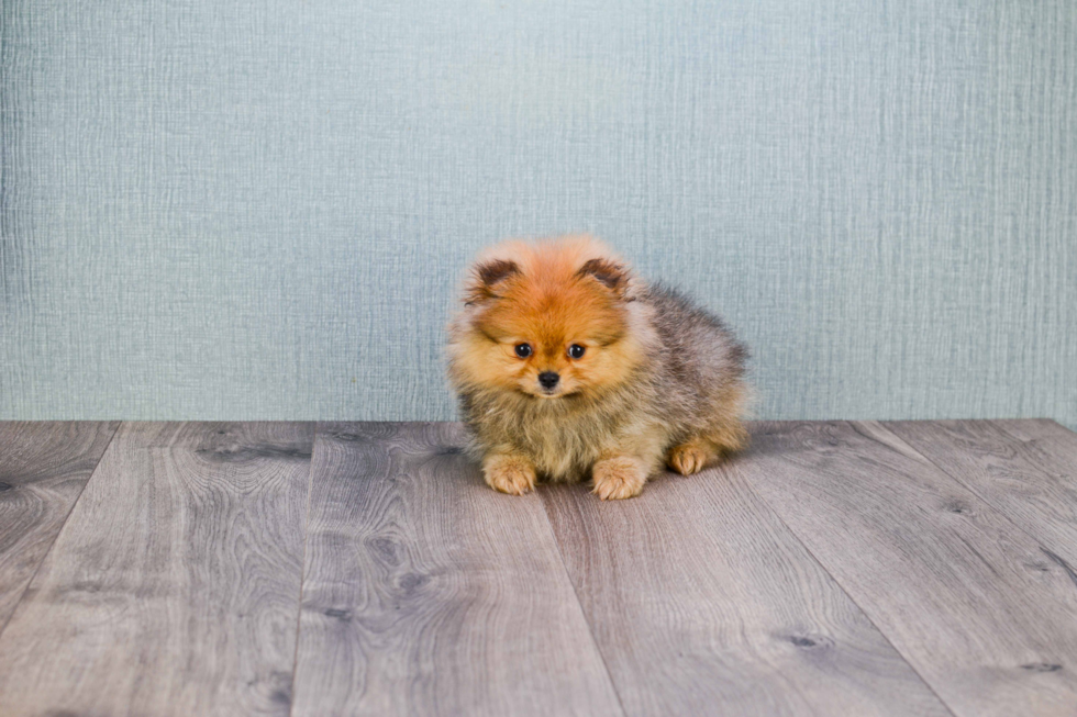 Pomeranian Pup Being Cute